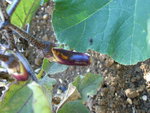 réussite de mes aubergines