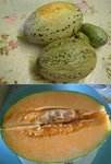 mes melons 1.5 kg et 2 kg