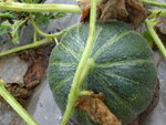 mes melons vert grimpant mes Minnesota pas de photos mais une belle réussite