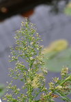 DSC_3777r.jpg