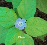 Nicandra physaloides
