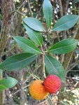 DSC01737.JPG