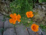 P1010980bis.jpg