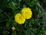 P1010988bis.jpg