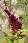IMG_4252a.jpg