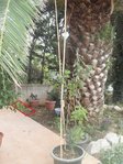 ils sont dans le carré rouge, derrière ce sont mes terres de bruyère en pot qui ne sont pas censés etre la mais les travaux de la maison font qu'ils ont du migrer pour éviter de se reprendre des tuiles sur le coin de la figure