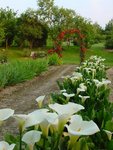 arum.jpg