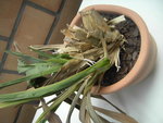 PICT2269.JPG