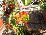 img_3809_anigozanthos.jpg