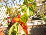 img_3811anigozanthos.jpg