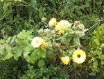 Photo-00201_1.jpg