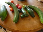 récolte de  courgettes et concombres.jpg