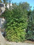 IMG_0287.jpg
