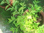 16 07 2011 099.jpg