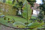jpg_0215.JPG