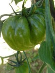 PICT0013.JPG