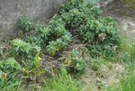 2009-05-10 180217 P1090170b.jpg