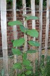 Plante 2 bis.JPG