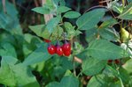 DSC_2647.JPG