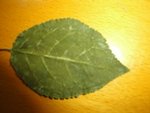 feuille 001.jpg