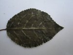 feuille 003.jpg