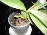 PICT2274.JPG