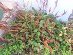 2011-09-27 17.04.40.jpg