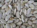 haricot 001.jpg