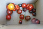 récolte de tomates.jpg