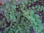 DSC02446.JPG