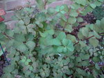 DSC02445.JPG