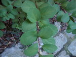 DSC02447.JPG