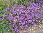 IMG_7232W3.jpg