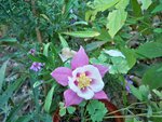 Ancolie et aster