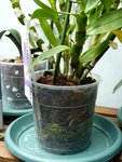 dendroblium nobile