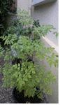 05102011048.gif