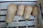 butternut d'Esox.jpg