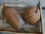 courge muscade.jpg