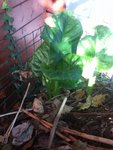 IMG_0064 (480x640).jpg
