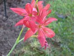 Fleur du jardin 002.jpg
