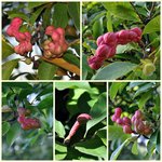 Bourgeons ou maladie du Magnolia ?