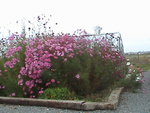 24 octobre 2008 cosmos 2.JPG