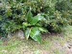 plante vue dans le maquis à Cargese