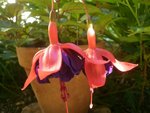 fuchsia.JPG