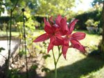Fleur du jardin 005.jpg