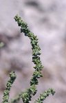_DSC0204apw.jpg