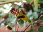 img_4021_fushia_procumbens.jpg
