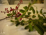 DSCN2619.JPG