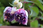 IMG_3695.jpg