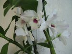 IMG_0121b.jpg